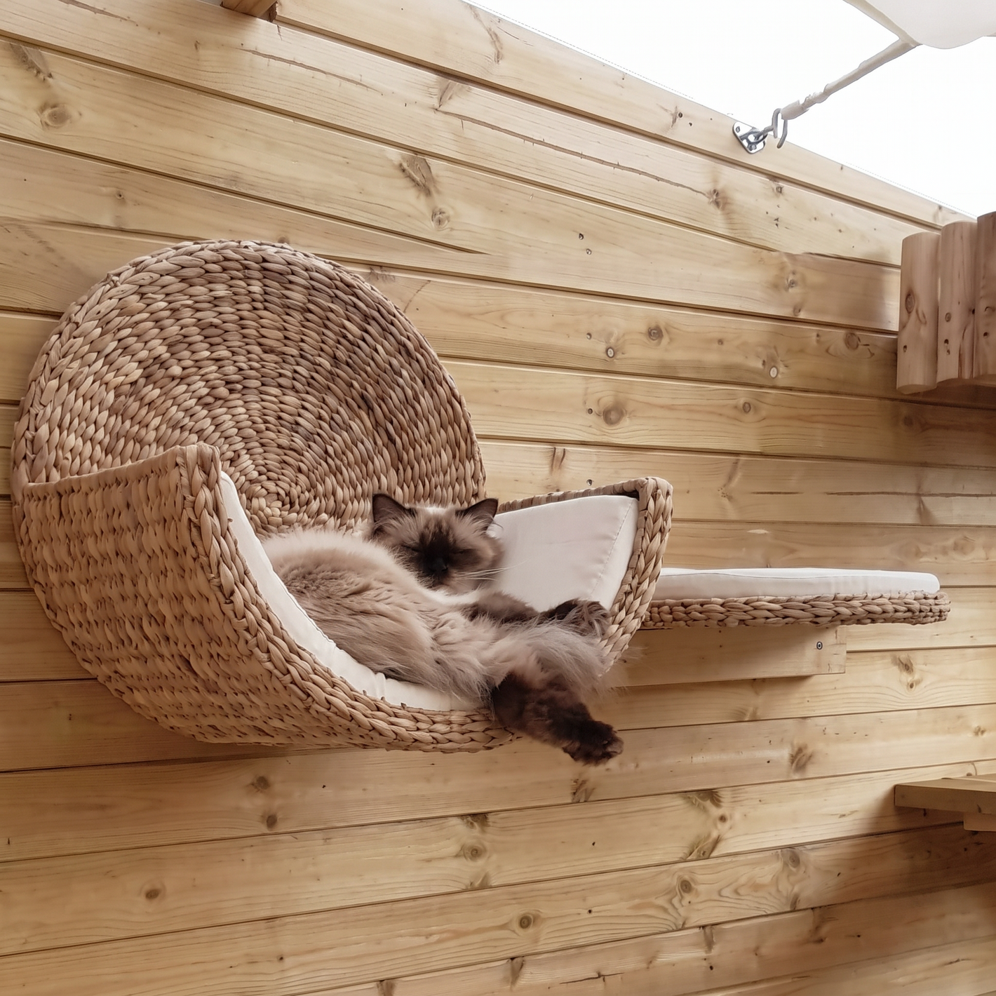 Testimonial - ragdoll cat lounging