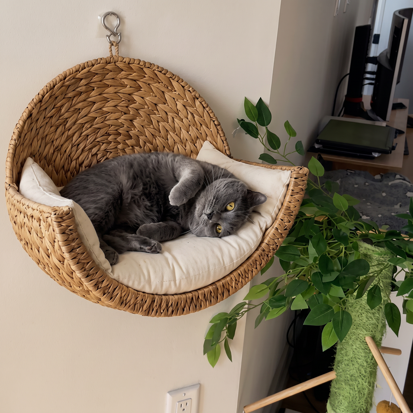 Testimonial - grey cat relaxing